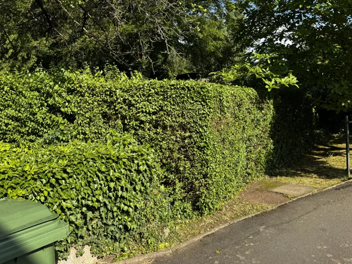 Roadside hedge, clean and even