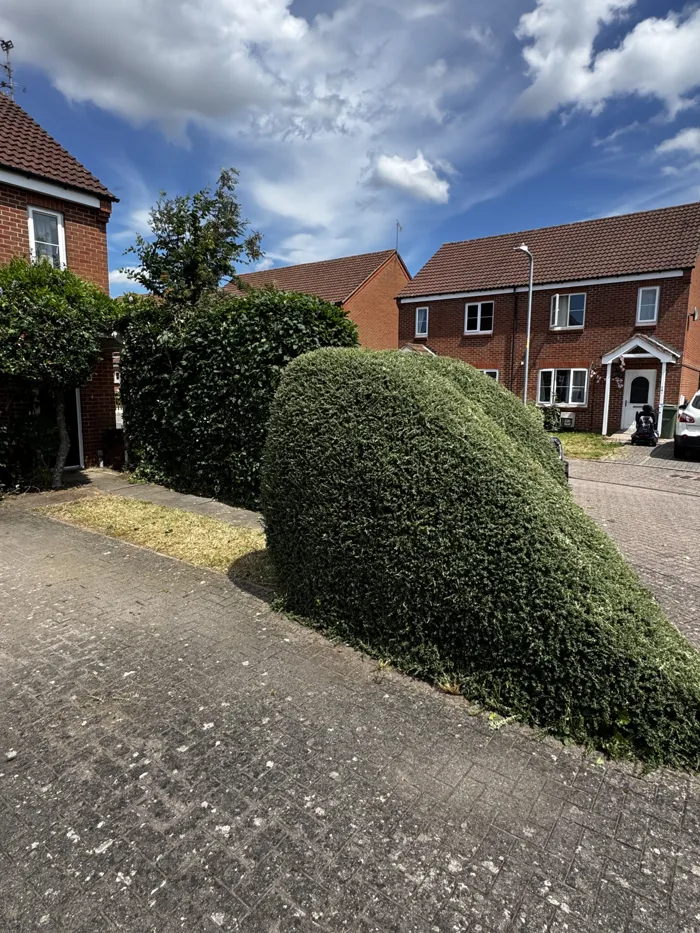 Shrub reshaped beside a drive